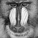 baboons_gauss