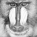 baboons_lin