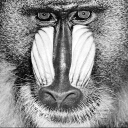 baboons_log