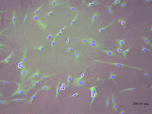 download segmented stem cells